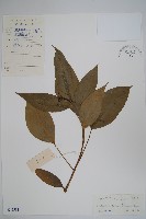 臺灣樹參藏品圖，第1張