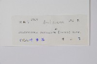 臺灣樹參藏品圖，第2張