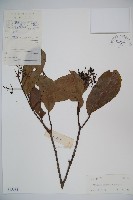 珊瑚樹藏品圖，第1張