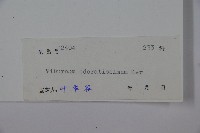 珊瑚樹藏品圖，第2張