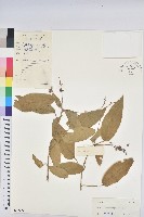 毛果巴豆藏品圖，第1張