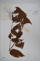 臺灣土黨參藏品圖，第1張