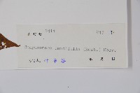 臺灣土黨參藏品圖，第2張