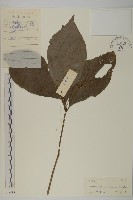 多穗金粟蘭藏品圖，第1張