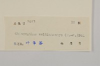 多穗金粟蘭藏品圖，第3張