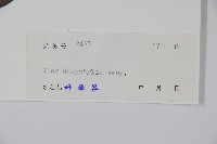 黃毛冬青藏品圖，第2張