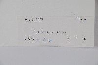 三花冬青藏品圖，第2張