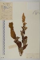 珍珠蒿、奇蒿藏品圖，第1張