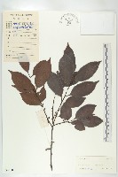 山紅柿藏品圖，第4張