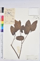 白木烏臼藏品圖，第1張