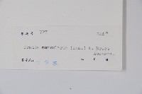 普剌特草藏品圖，第2張