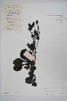 登錄號:S045624藏品圖，第1張