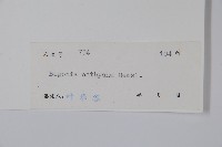 花葉秋海棠藏品圖，第2張