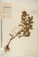 白頂飛蓬藏品圖，第1張