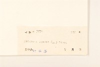 白頂飛蓬藏品圖，第3張