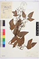 小木通藏品圖，第1張