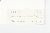 異葉黃鵪菜藏品圖，第3張