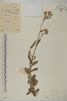 日本假蓬藏品圖，第1張