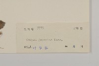 日本假蓬藏品圖，第3張