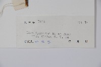 細刺冬青藏品圖，第2張