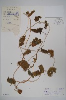 金錢豹藏品圖，第1張