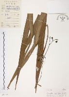 桔梗蘭藏品圖，第1張