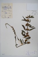 柳葉水蓑衣藏品圖，第1張