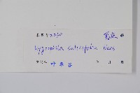 柳葉水蓑衣藏品圖，第2張