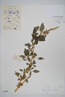 刺莧藏品圖，第1張