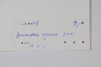 刺莧藏品圖，第2張