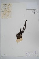 穗花蛇菰藏品圖，第1張