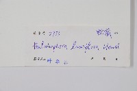 穗花蛇菰藏品圖，第2張