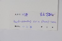 馬藍藏品圖，第2張