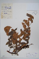 濱鹽膚木、羅氏鹽膚木藏品圖，第1張