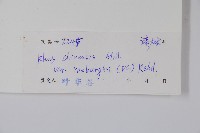 濱鹽膚木、羅氏鹽膚木藏品圖，第2張