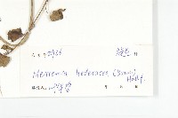 卵葉菜欒藤藏品圖，第3張