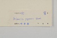 牡蒿藏品圖，第3張