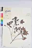 馬銀花藏品圖，第1張