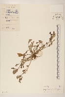 多莖鼠麴草藏品圖，第1張