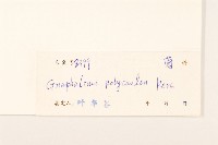 多莖鼠麴草藏品圖，第3張