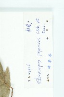 薯豆藏品圖，第3張