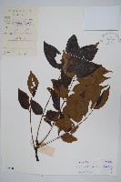 南酸棗藏品圖，第1張