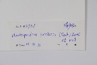 南酸棗藏品圖，第2張