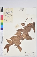 白珠樹藏品圖，第1張