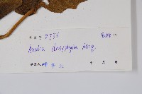 頭序蔥木藏品圖，第2張