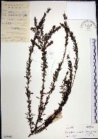 鐵掃帚、千里光藏品圖，第1張