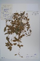 卵葉半邊蓮藏品圖，第1張
