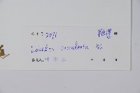 卵葉半邊蓮藏品圖，第2張
