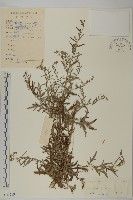 艾、五月艾藏品圖，第1張