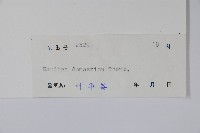 南天竹、天竹、蘭天竹藏品圖，第2張